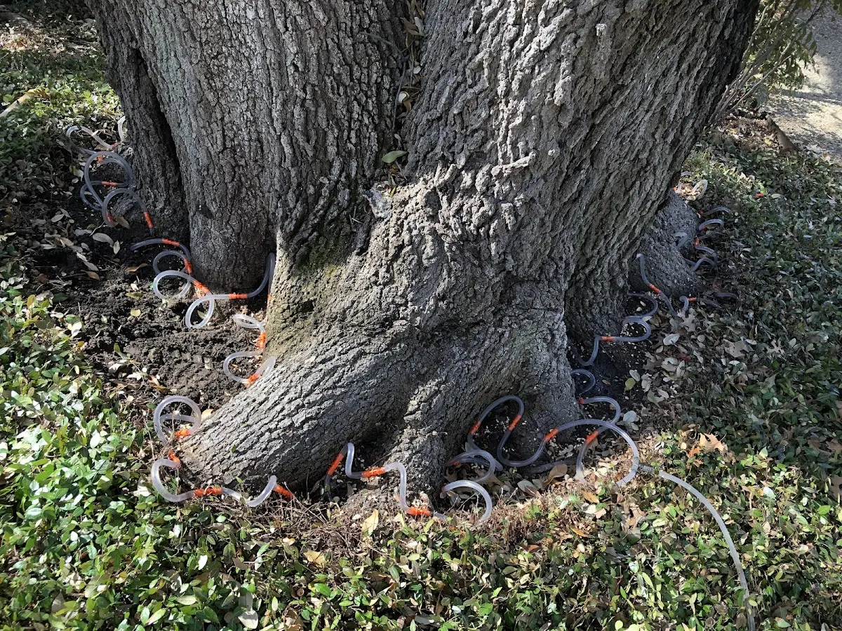 Detailed Tree Cabling and Bracing job site in Elizaville