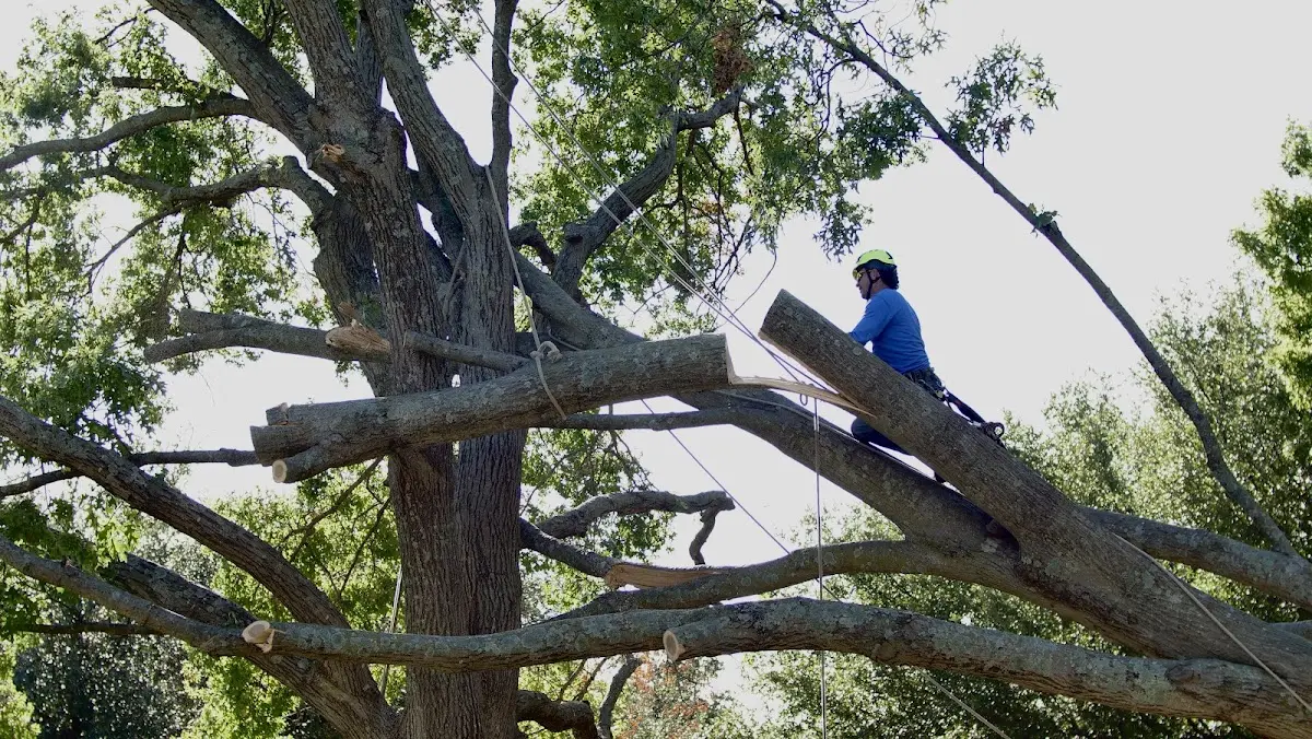 Professional Crown Thinning performed by certified arborists in Elizaville