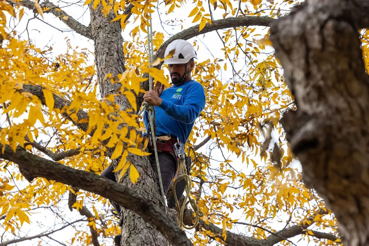Skilled Tree Planing crew working in Elizaville